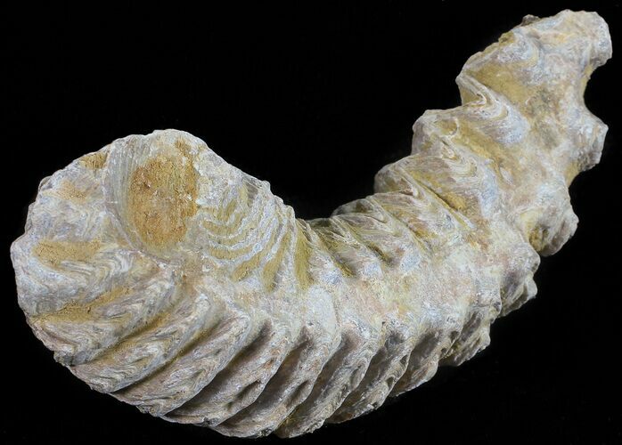 Cretaceous Fossil Oyster (Rastellum) - Madagascar #54469